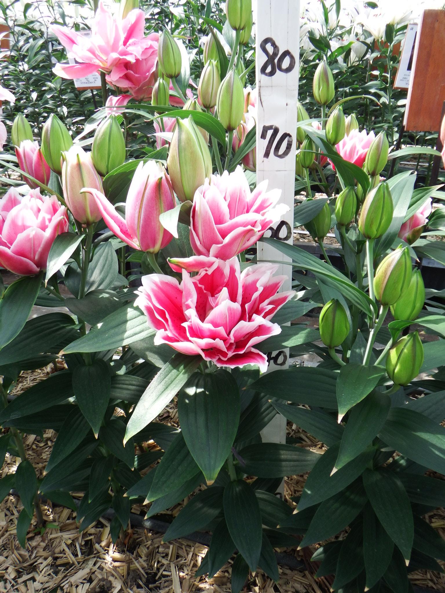 RL サマンサ(八重)